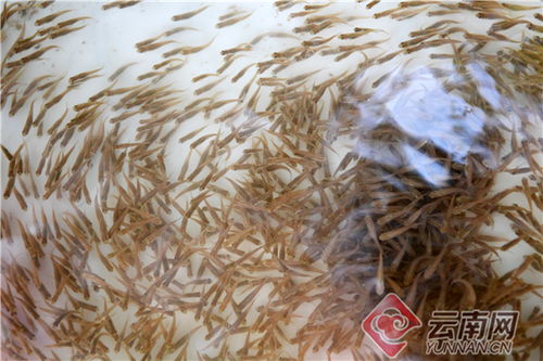 珠江水系土著鱼繁育成功 将助推鲁布革乡生态修复