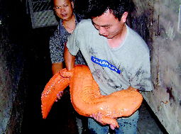 长1米重10多公斤世界最大娃娃鱼珠海亮相