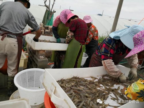 如东县南美白对虾协会第354期消息 养殖高产户 高产棚的出现率超去年 超历史