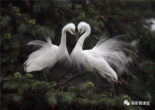 5月27日 30日 江西南昌象山白鹭 鹭鸟繁殖 生态摄影专题摄影实战创作团