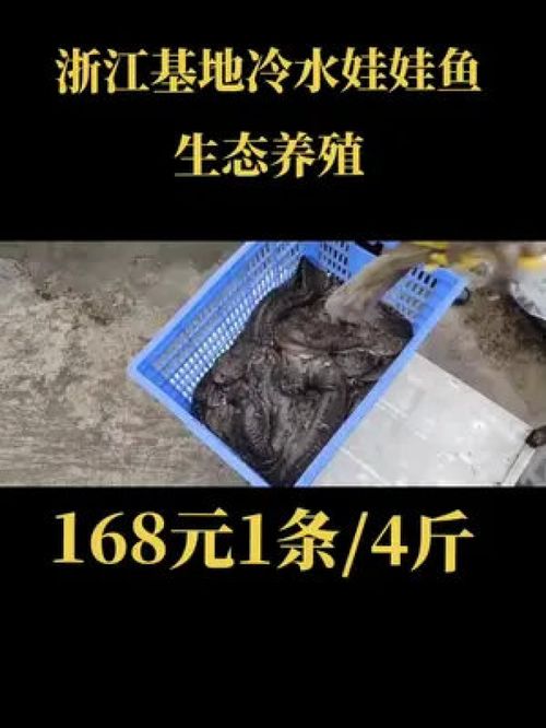 浙江基地冷水娃娃鱼生态养殖168元1条 4斤