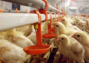 鸡用平养乳头水线 饮水器 产品展示 山东省临沂市鲁南养殖设备经销处